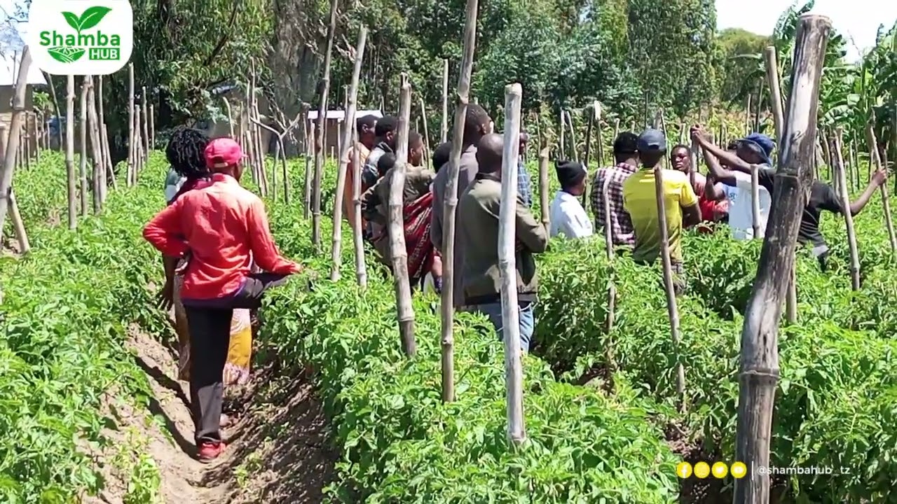MBEGU BORA ZA NYANYA | SHAMBA DARASA | KILIMO CHA NYANYA | FAIDA ZAO LA NYANYA