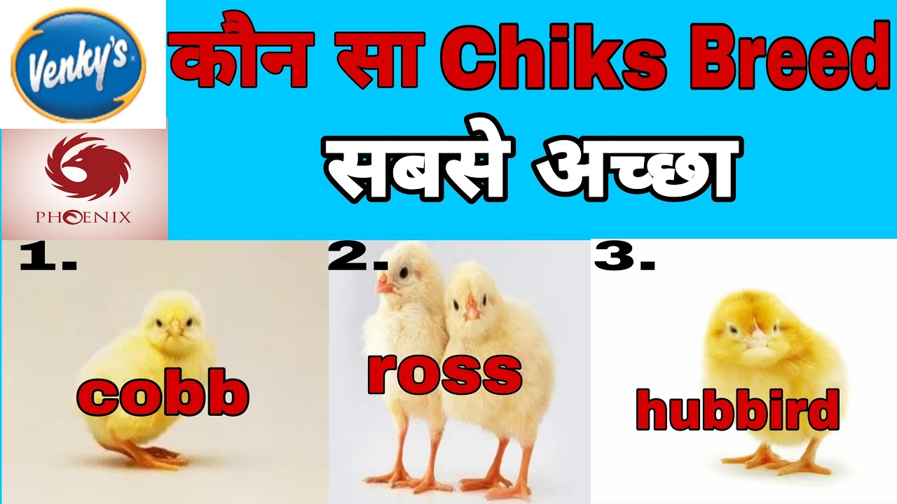 Broiler Chick Breeds for Poultry Farming | Which Breeds of Chicks Are There | Cobb Ross Hubbard ||