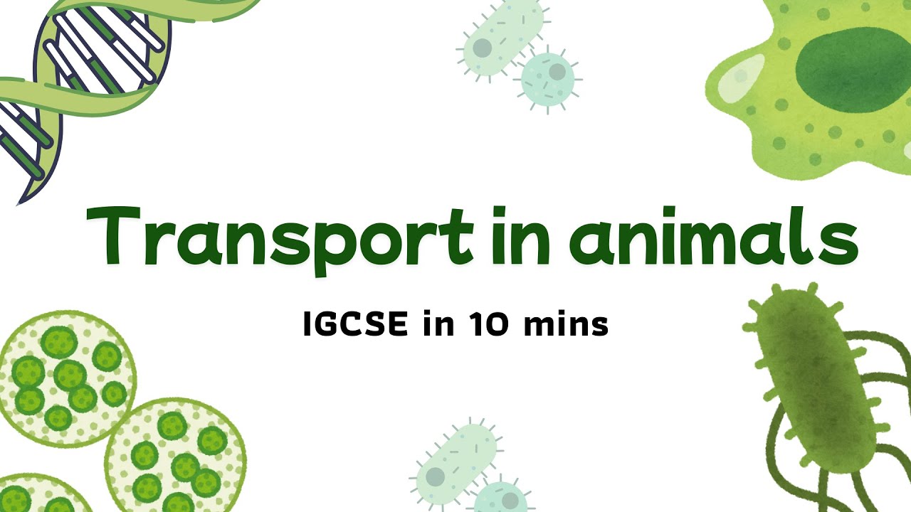Transport in Animals Explained in 10 Minutes | IGCSE Biology Chapter 9