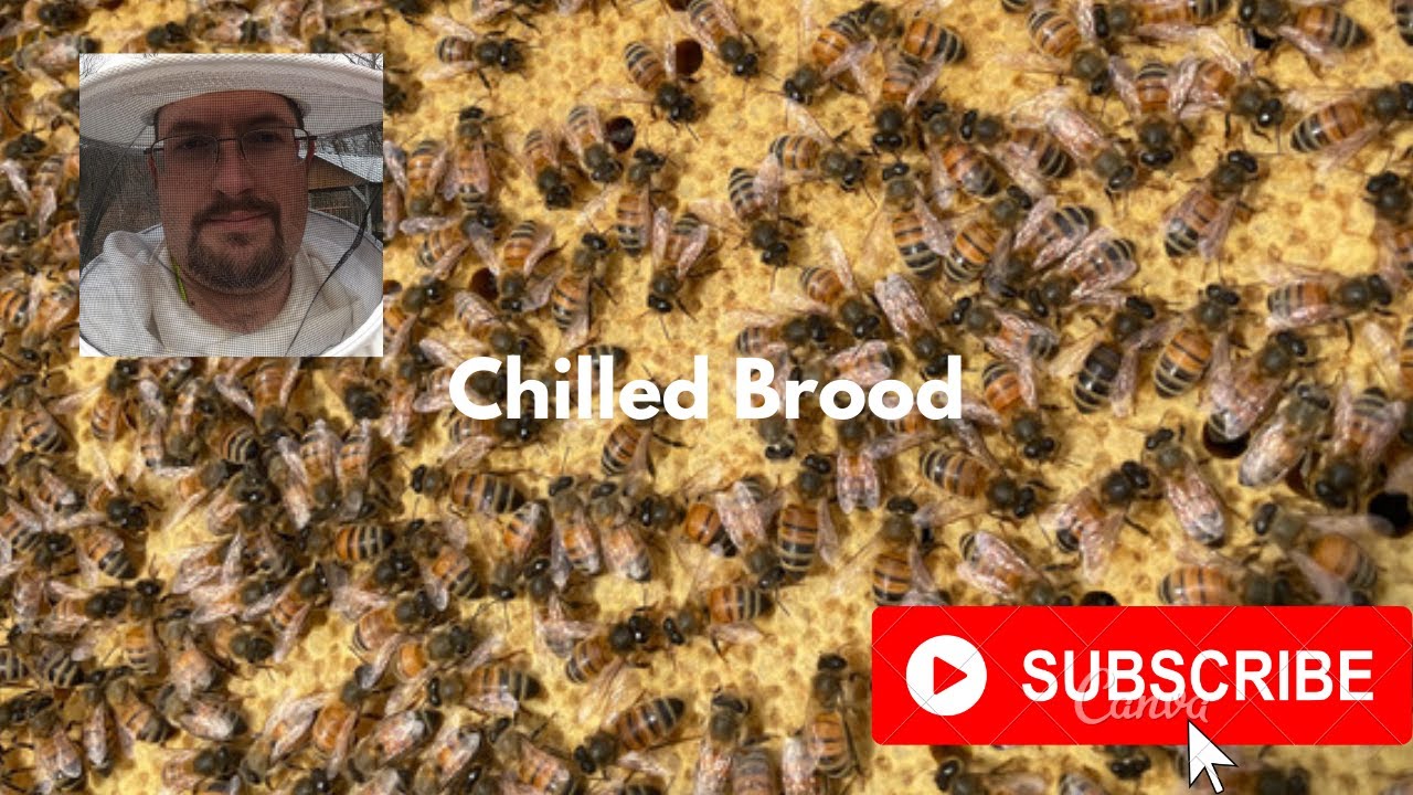 Identifying Chilled Brood