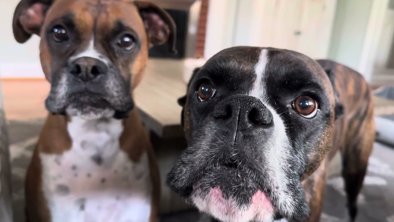 Harassed by boxers