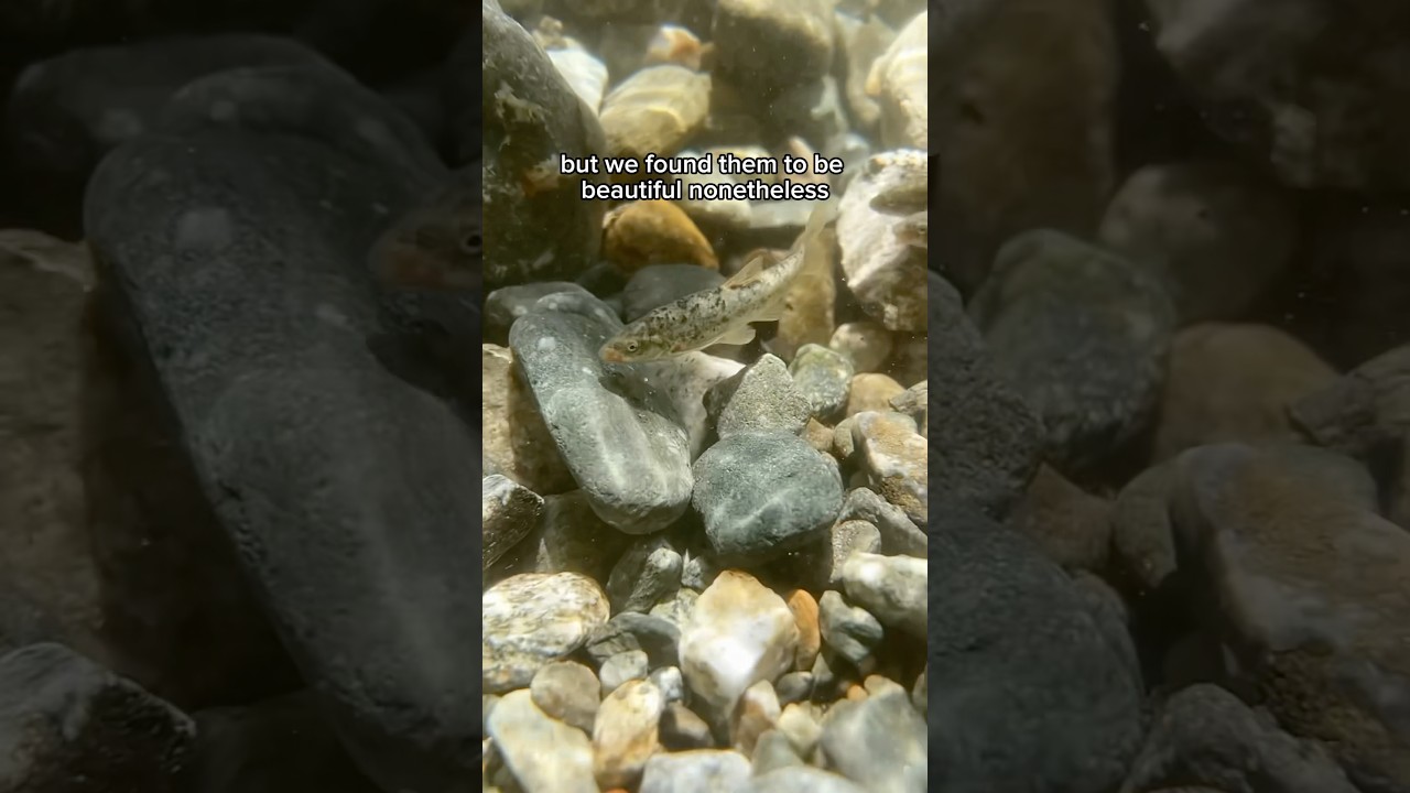 Finding native fish in Southern California part 1 