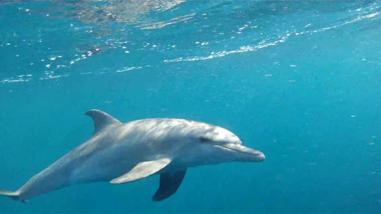 Delfiinit Abu Nuhaksella