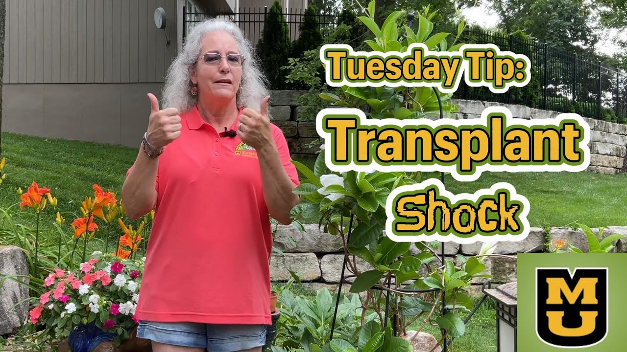 Transplant Shock Therapy - What Your Plant Wants You to Know