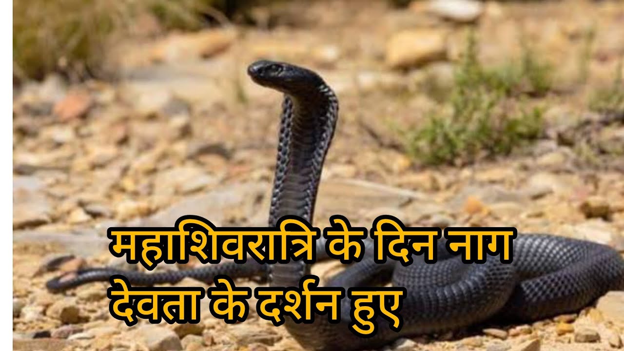 | आज महाशिवरात्रि के दिन ही नाग देवता के दर्शन हुऐ | #snak #trending #viral #shiv #mahadev #god