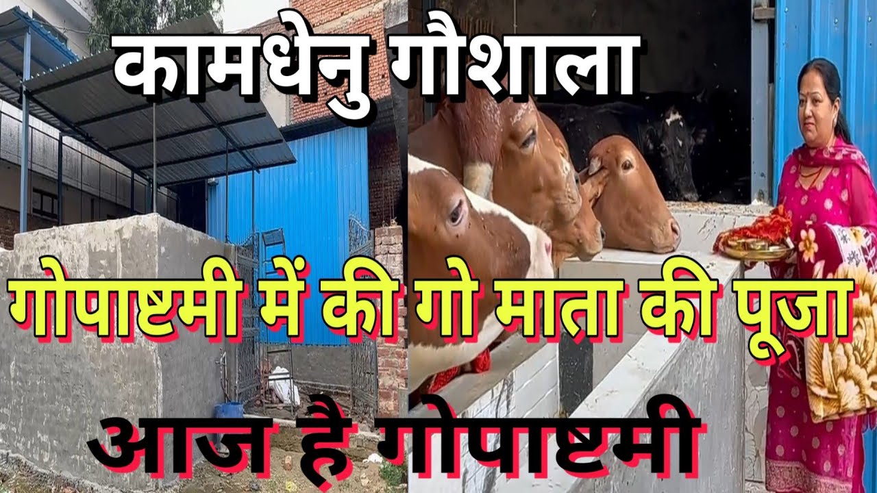 गोपाष्टमी के दिन गो माता का पूजन । कामधेनु गौशाला में गोपाष्टमी पूजन । आज है गोपाष्टमी ।