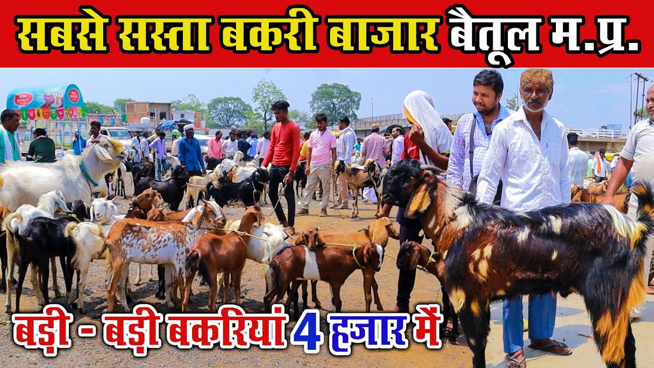 सबसे सस्ता बकरी बाजार। बकरी4000 में। Sasta Bakri Bazaar Betul Madhyapradesh।Cheapest Goat Market