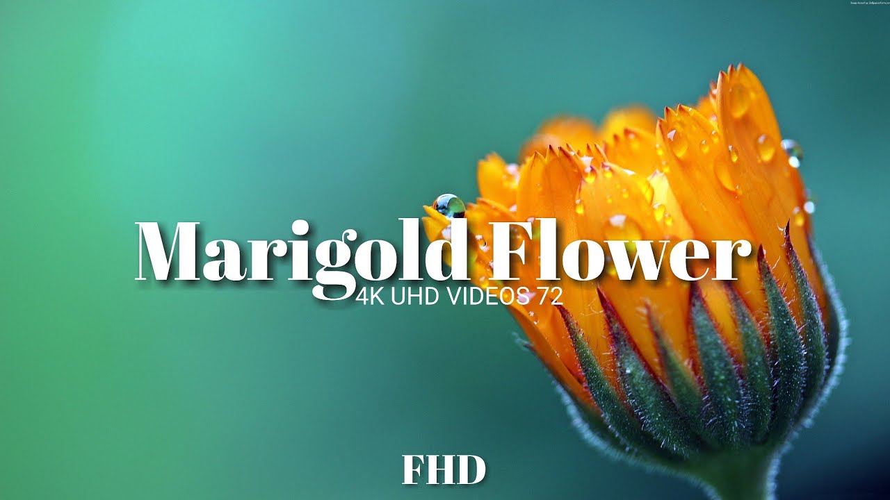 Marigold Flower FHD Video 4K UHD VIDEOS 72