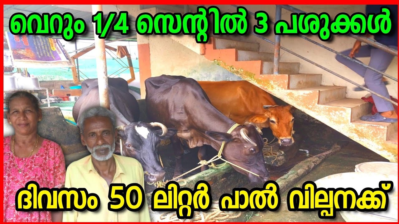 കാൽ സെന്റിലും പശുക്കളെ വളർത്തി ഉയർന്ന ലാഭം ഉണ്ടാക്കാം 😍😍 #edapparambilfarms #cowfarmingmalayalam