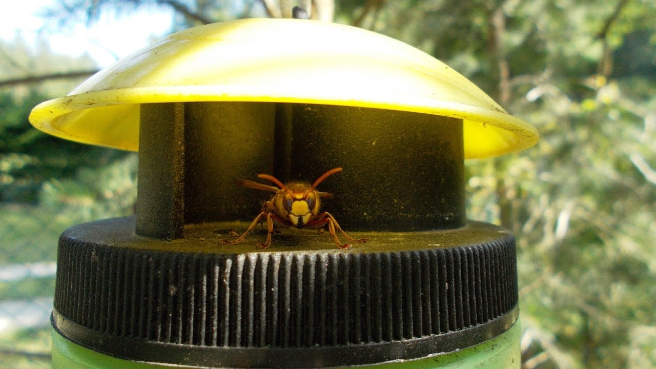 Very Effective Hornet & Wasp Trap