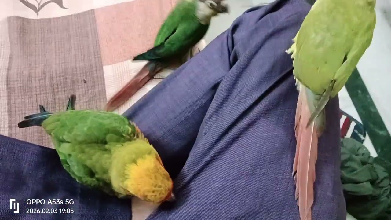 Spending some time with innocent #cuteparrots#conure 