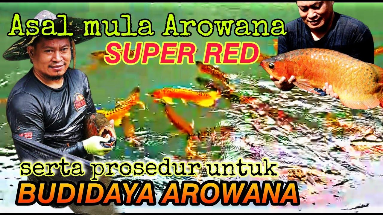Mengenal lebih dalam tentang Arowana super red & prosedur  budidaya Arwana super red 