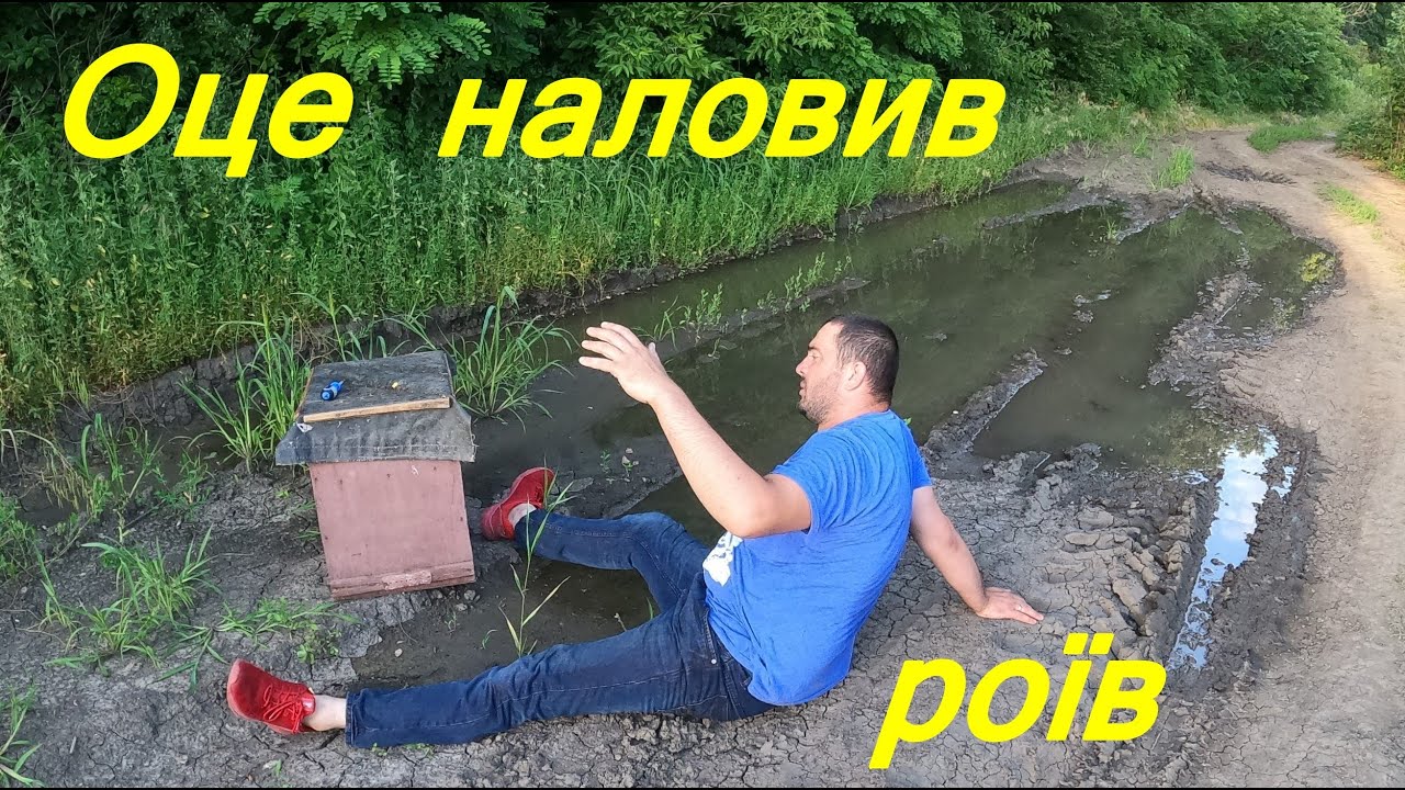 Знову налетіло повно роїв  Ловушки тріщать від бджоли та меду
