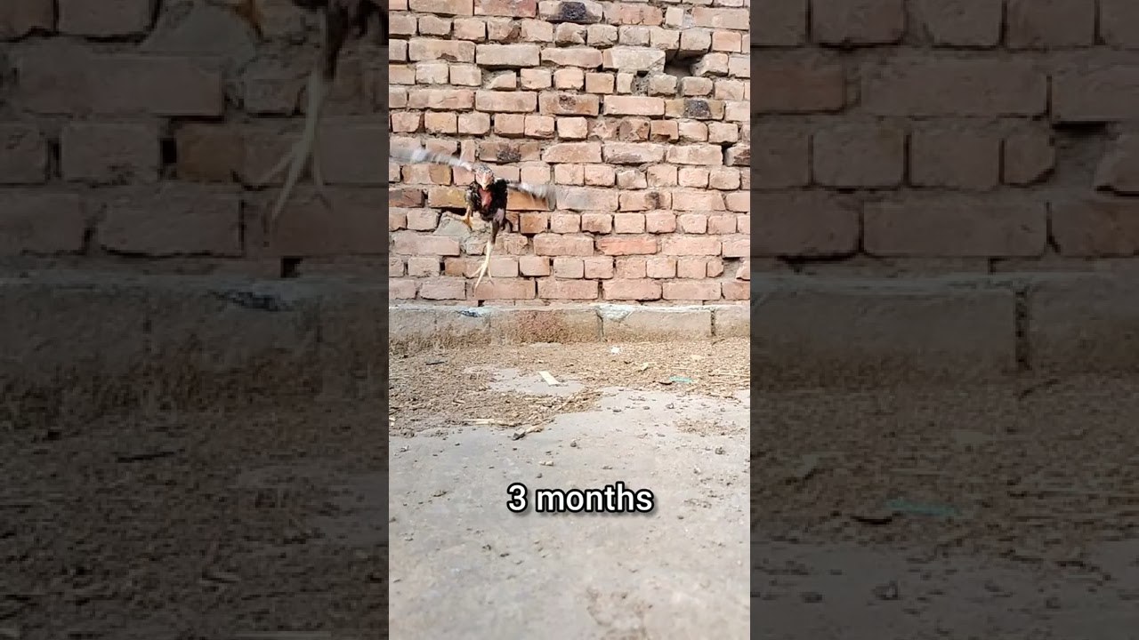 Aseel growth egg to 15 months | jawa aseel | pakistani aseels