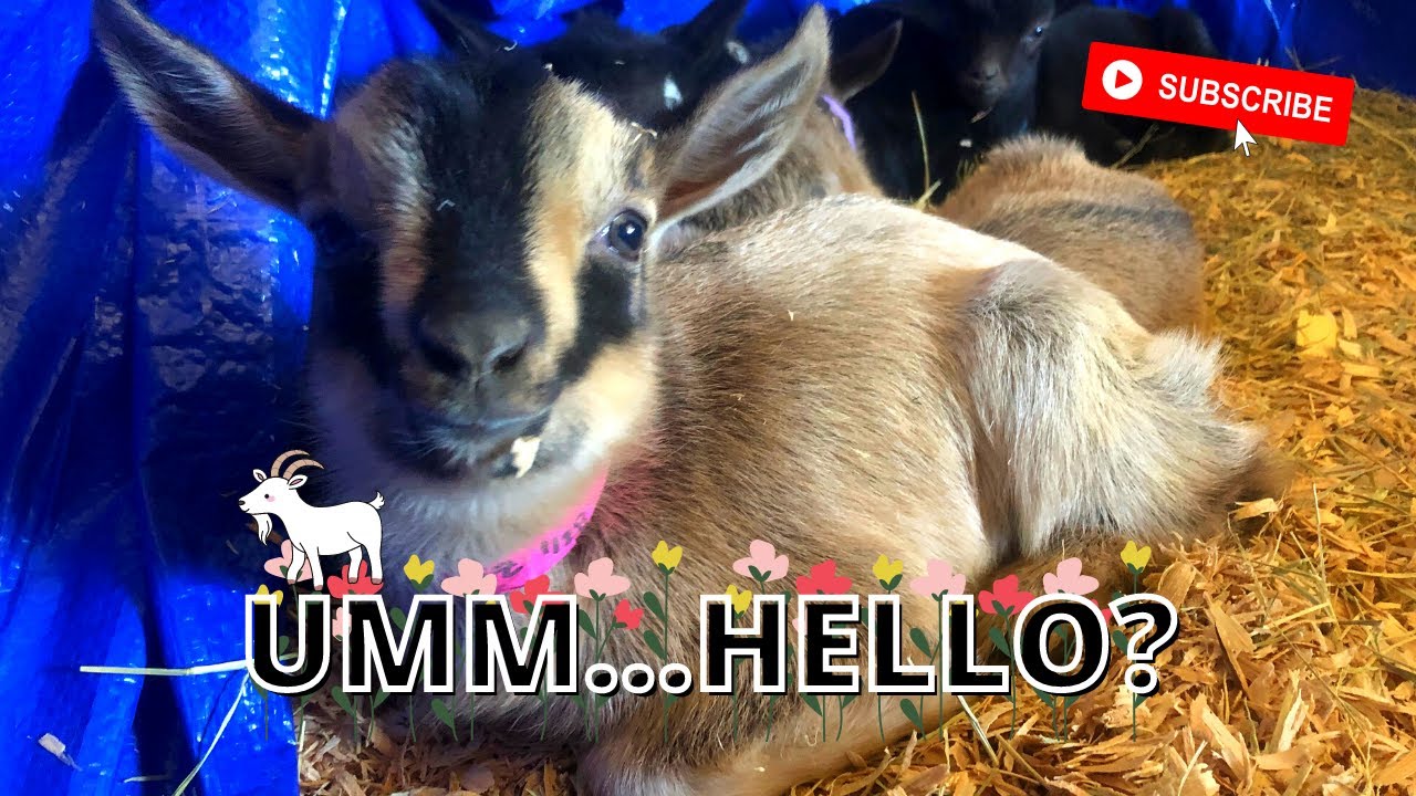 Baby Goat Update! | Nigerian Dwarf | Bottle Babies