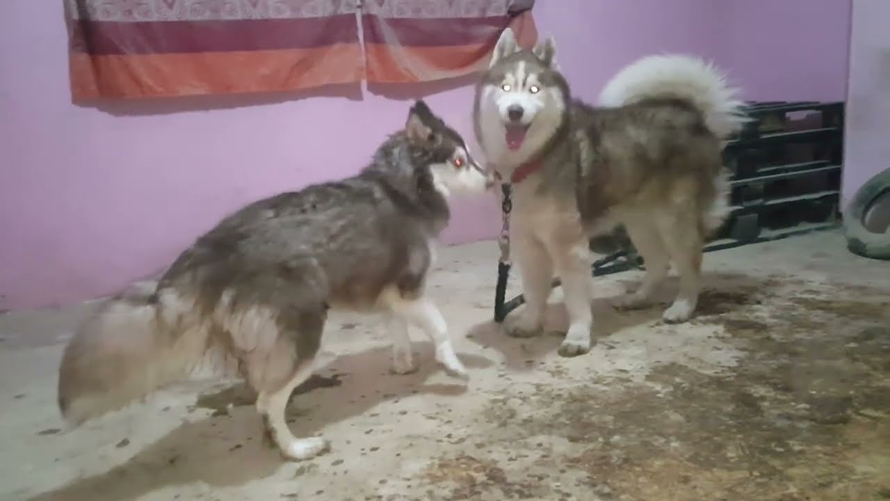 دول مجموعة من كلابى مع Bekaso