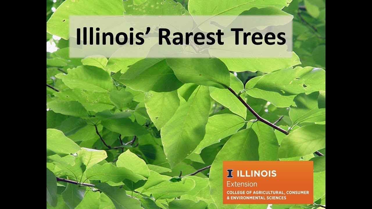 Rarest Trees of Illinois Webinar