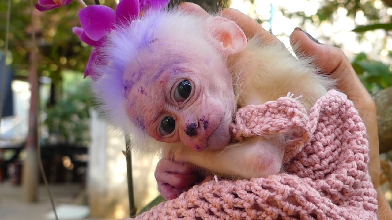 The mother brought the baby monkey to put with the flowers and it was very beautiful.