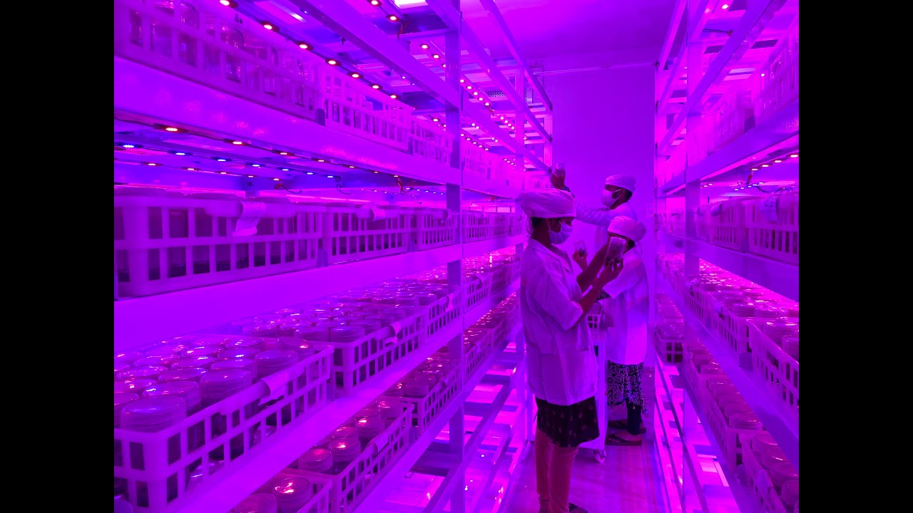 Tissue culture techniques for production of pomegranate plants