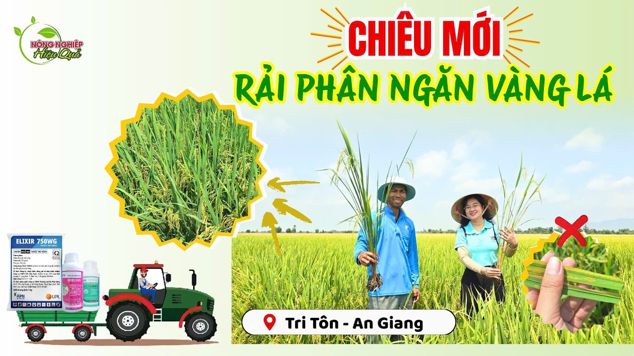 REVIEW KỲ 130| CHIÊU MỚI – RẢI PHÂN NGĂN VÀNG LÁ| LÁ ĐÒNG XANH – BÔNG NO CẬY #farming