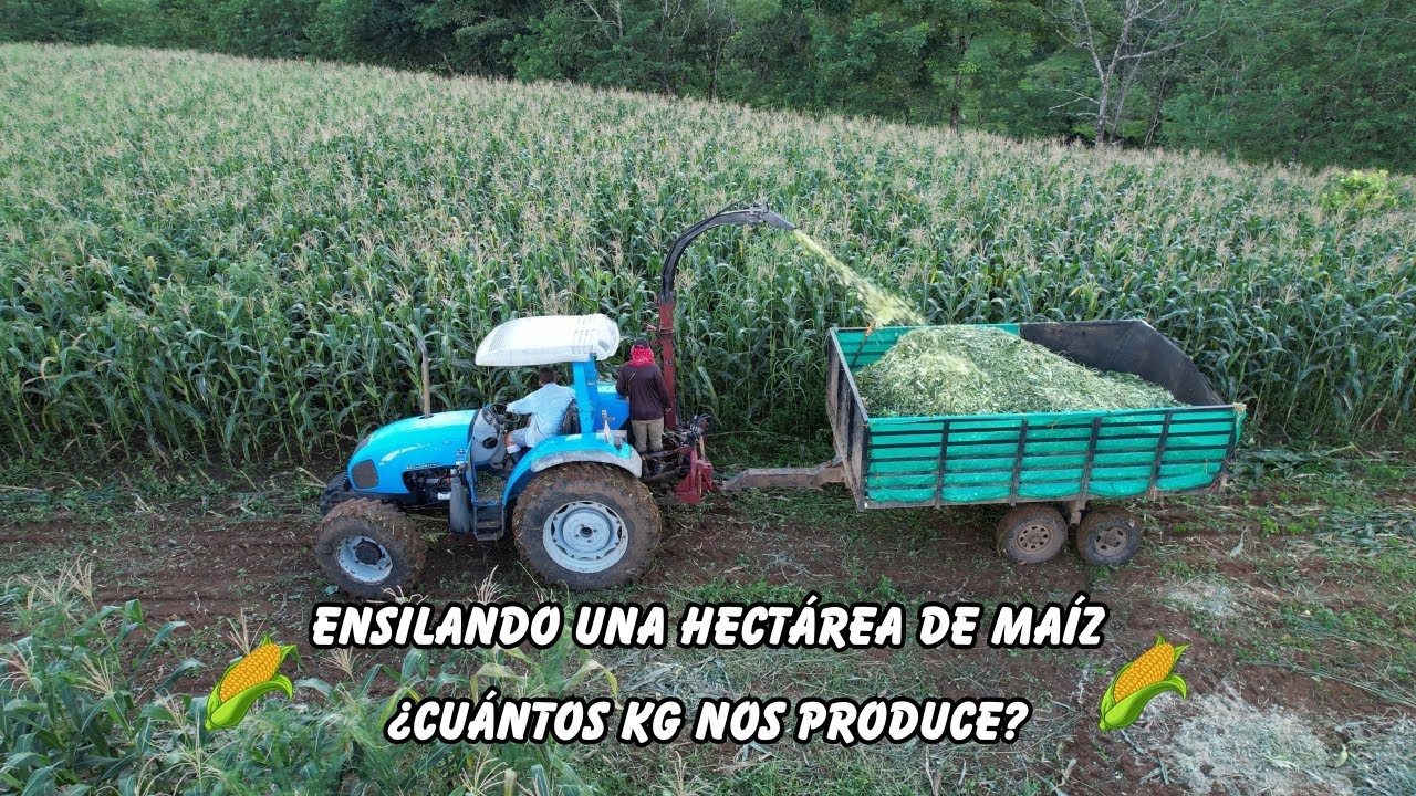 Silo de Maíz 🌽 ¿Cuántos KG nos produce una Hectárea?