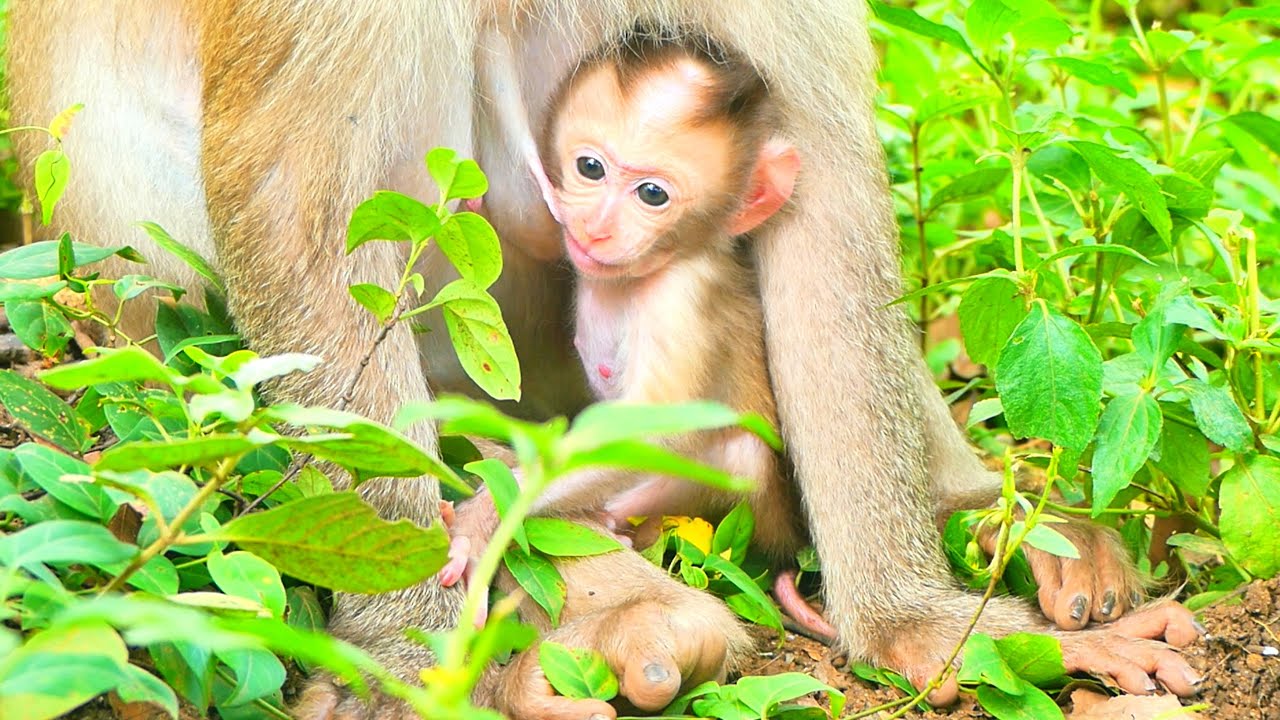 So cute baby monkey drinking milk with mother lovely