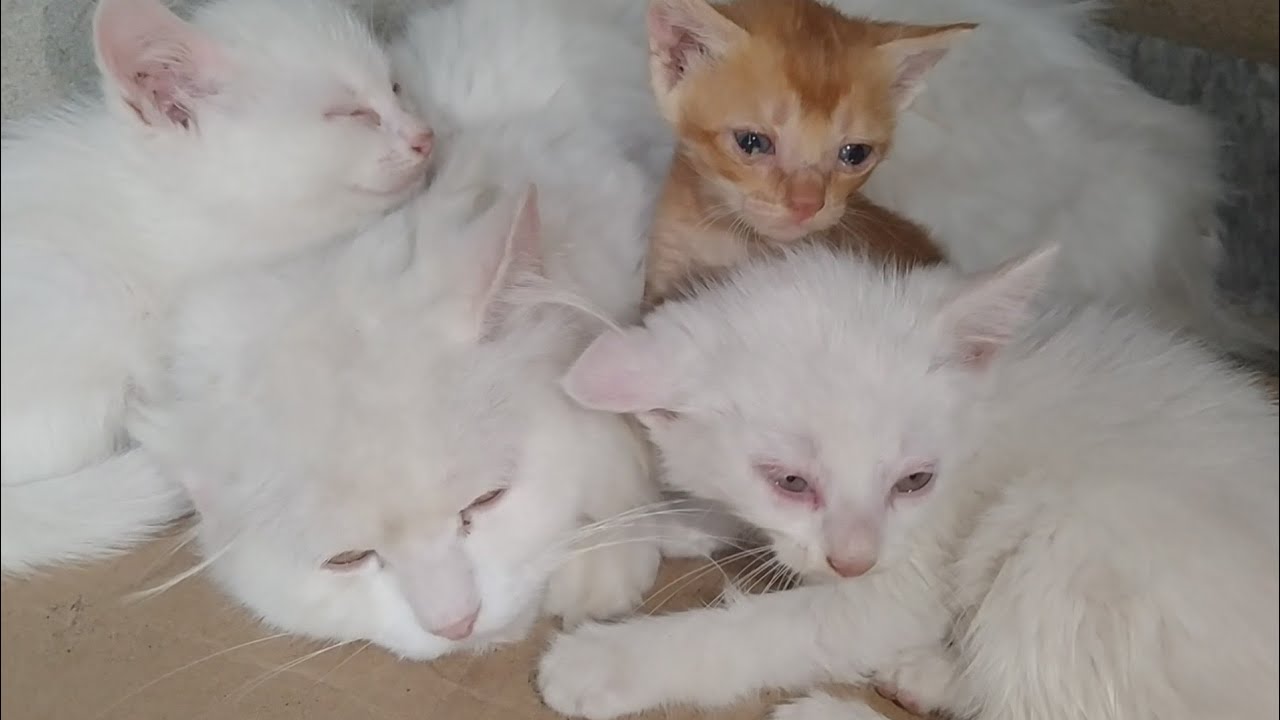 Aggressive Mother Cat Growls at Orphan Kitten &ndash; Refuses to Nurse!