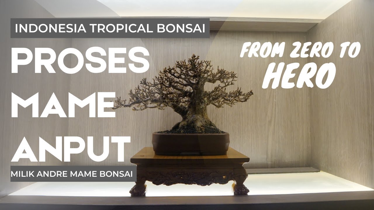 Transformasi Bonsai Anting Putri Mame from zero to winner
