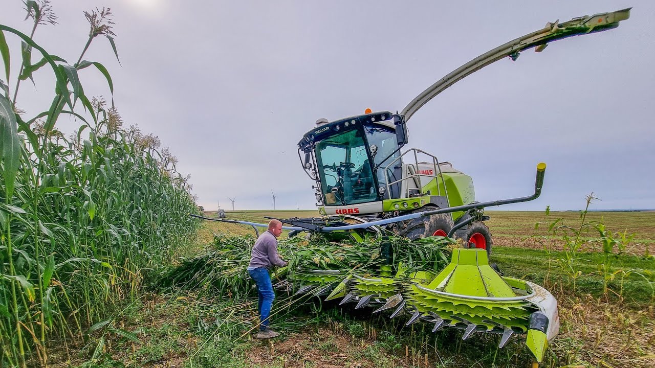 GROS CHANTIER D'ENSILAGE 2024 🤠| 2 ensileuses CLAAS JAGUAR 970 & 950  et 11 bennes ‼️