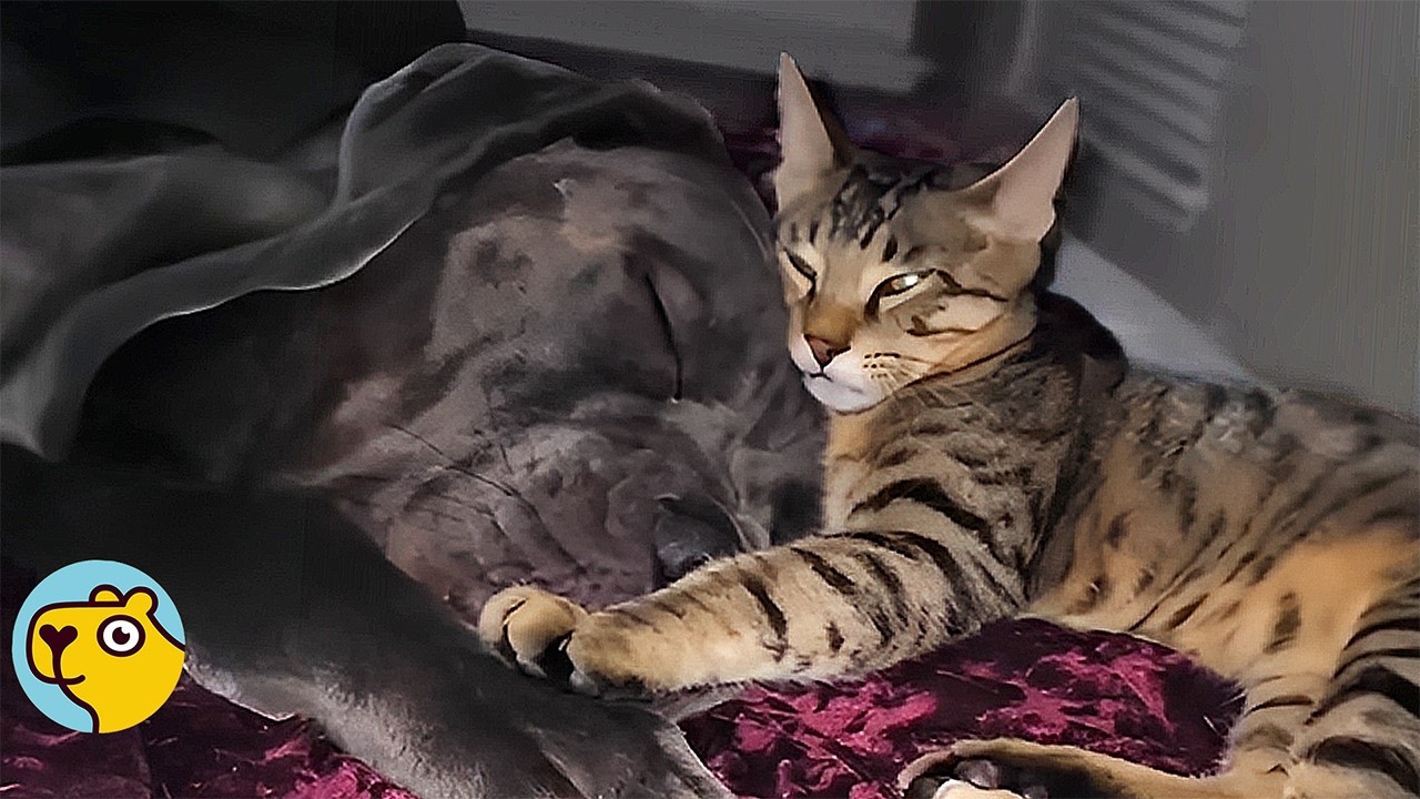 Kitten Runs the House — Including His 130-Pound Dog Brother