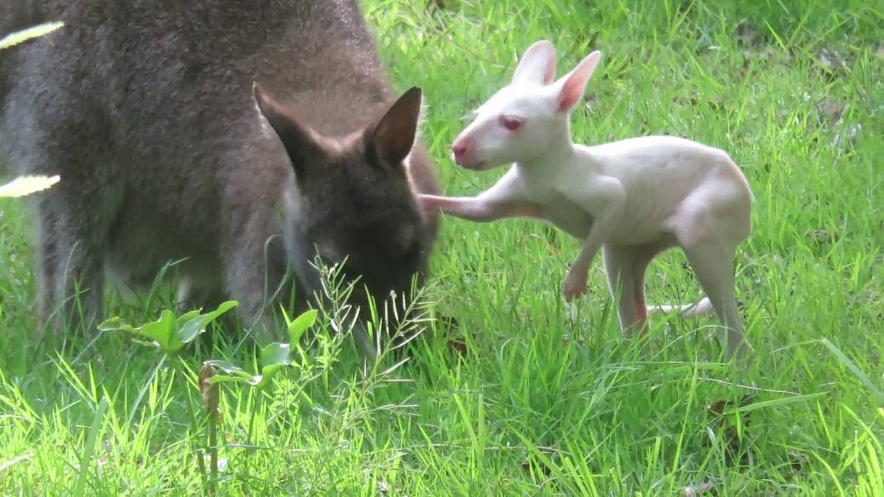 Albino Wallaby Joey Struggling to Climb into Mother's Pouch || ViralHog