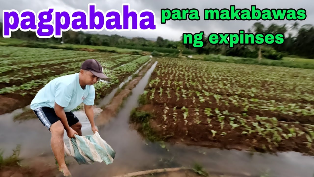 Pabaha muna tayo sa taniman para makatipid