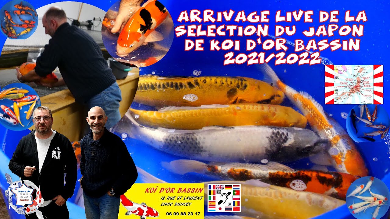 Arrivage en live du Japon des nisaï de la sélection Koï d'Or bassin 2021 2022 (bassin de jardin)