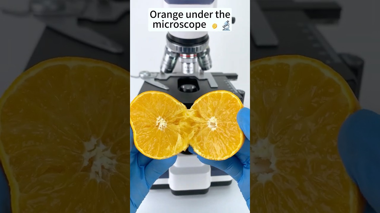 Orange  A Hidden World Under the Microscope &ndash; Bacteria Close-Up #microscope #science
