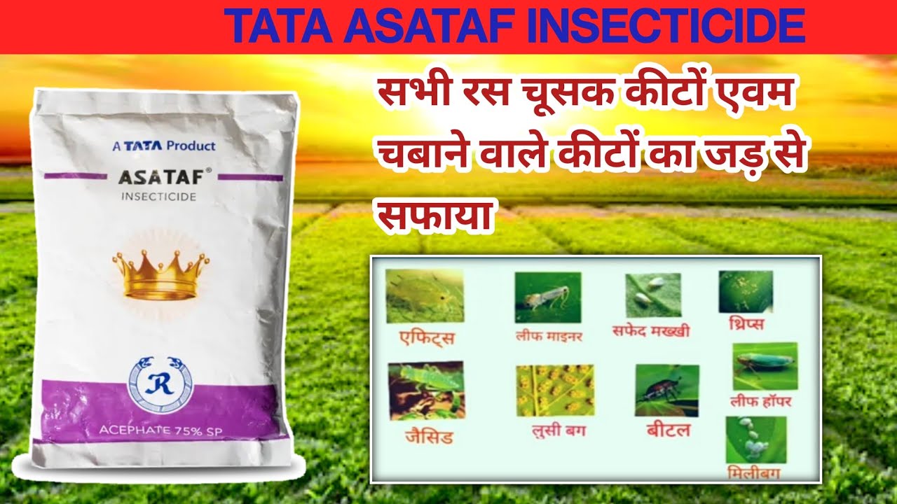 tata asataf Insecticide | acephate 75% s.p. | पूरी जानकारी हिंदी में  | Patel agriculture