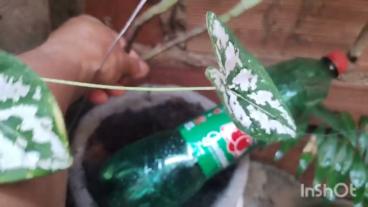 Minha planta 🪴🌵 caladio pequeno 
