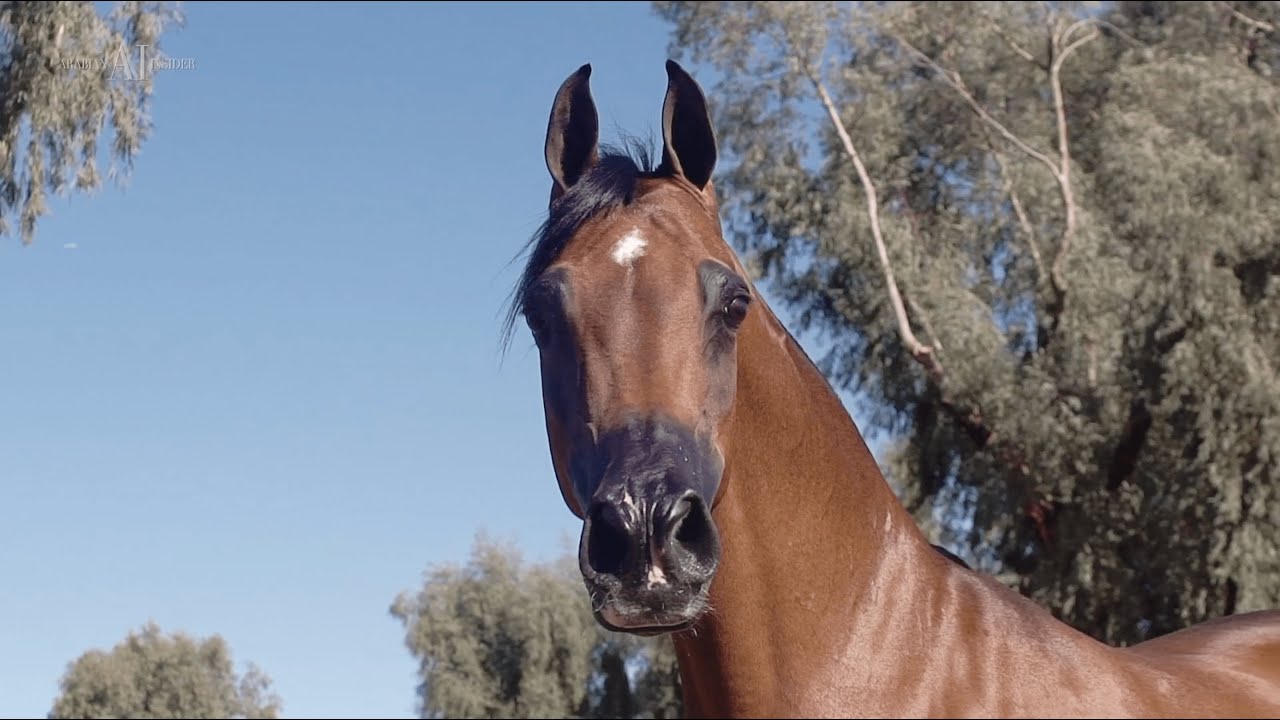 🇺🇸⁣ 12 days in the USA, visiting some of the best Arabian horse farms