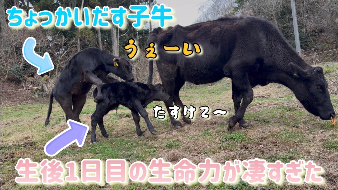 【わちゃわちゃ】新入り登場に先輩子牛たちが大興奮！牛舎が賑やかになりました。
