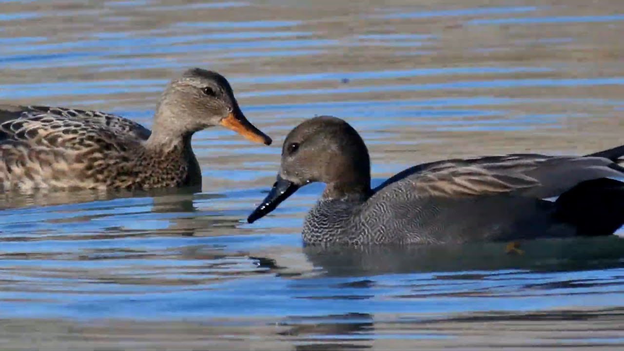 Canapiglia - Gadwall (Anas strepera)