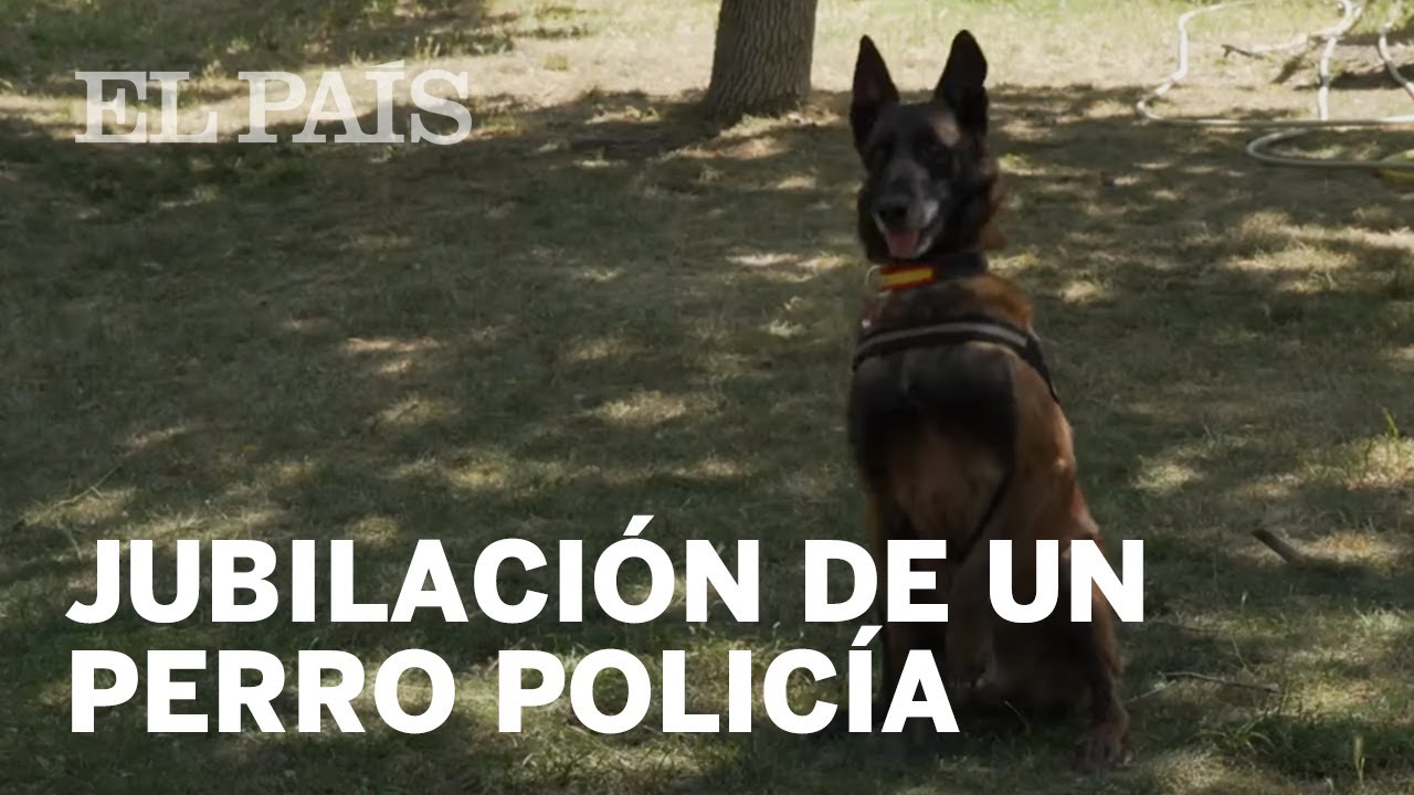 Vida (y jubilación) de un perro policía