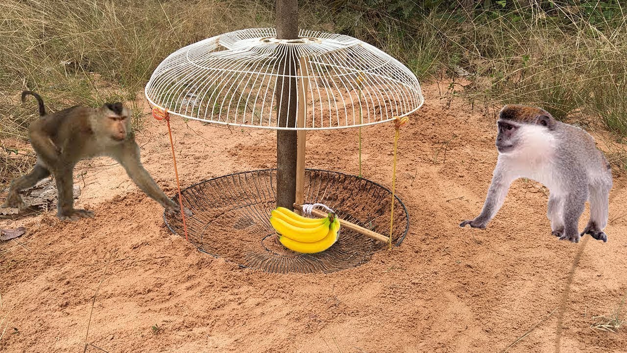 Technique For Make Super Monkey Trap Using Two Electric Fans Guard