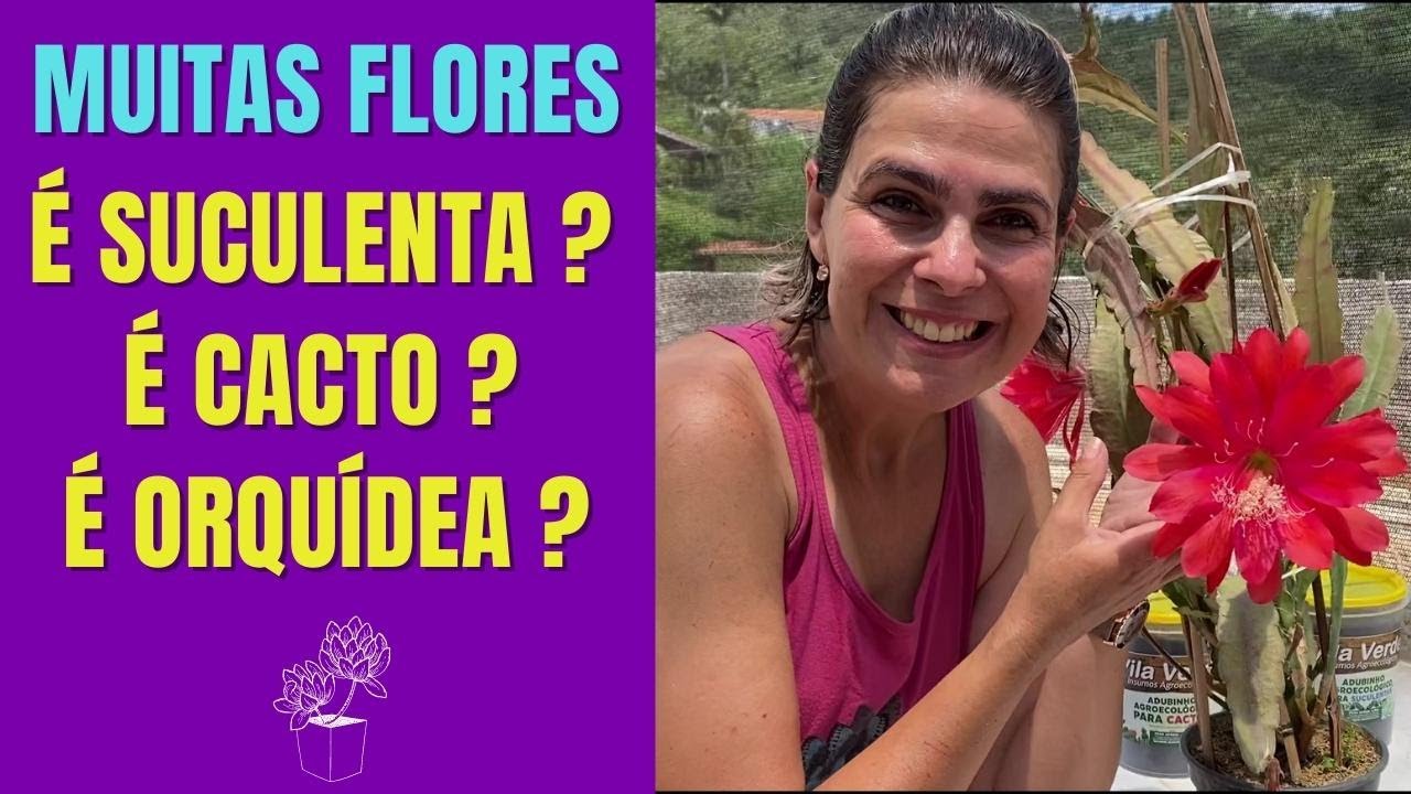 CACTO ORQUIDEA: dicas PODEROSA para ter muitas FLORES / Grazi Bittencourt