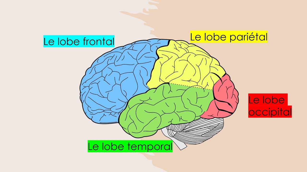 Les aires et fonctions du cerveau