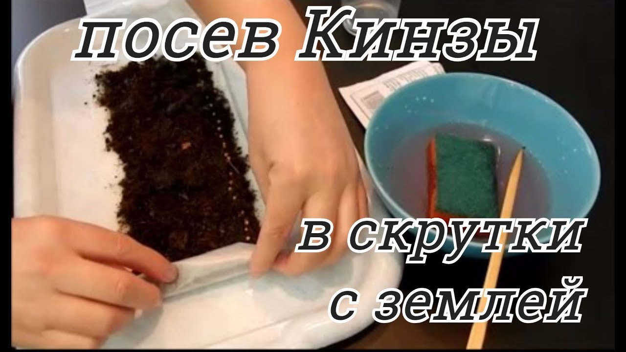 КАК ВЫРАСТИТЬ КИНЗУ НА ОКНЕ  В СКРУТКАХ С ЗЕМЛЕЙ