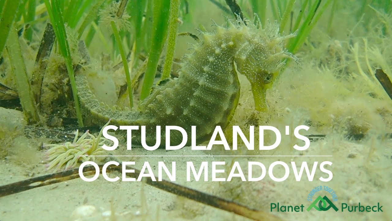 Studland's Ocean Meadows