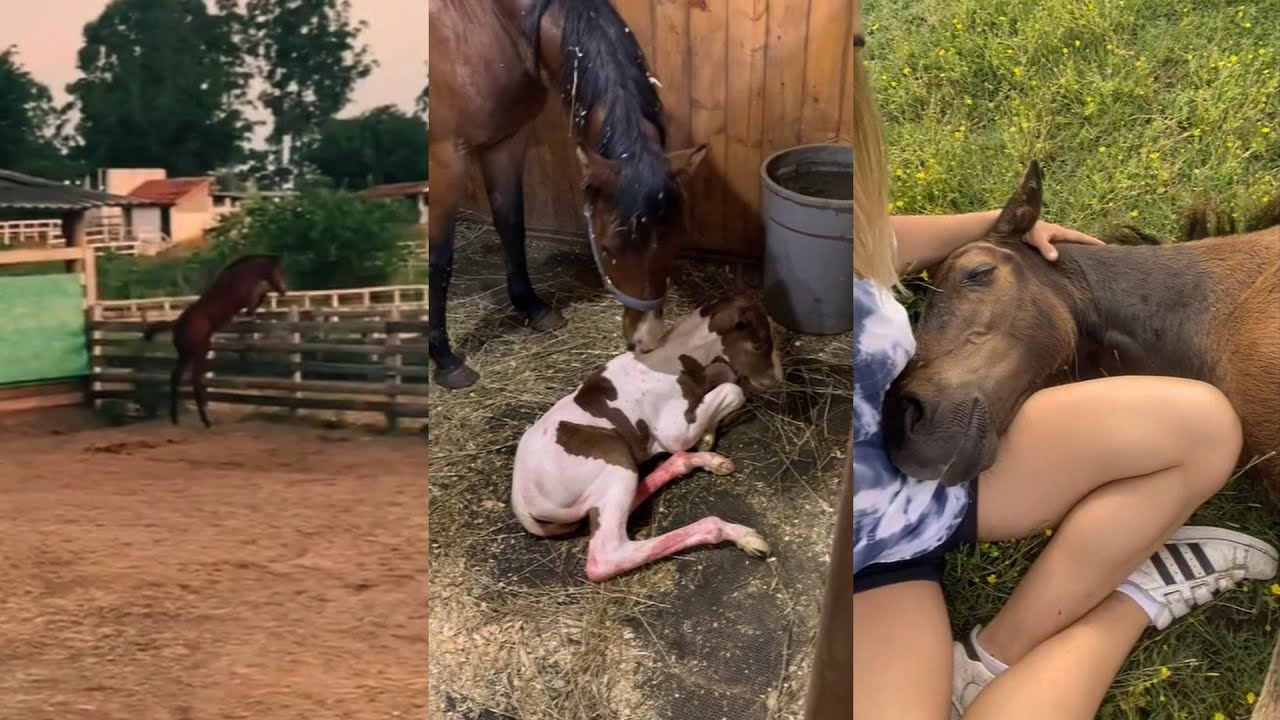 Cute Foals Compilation pt 2