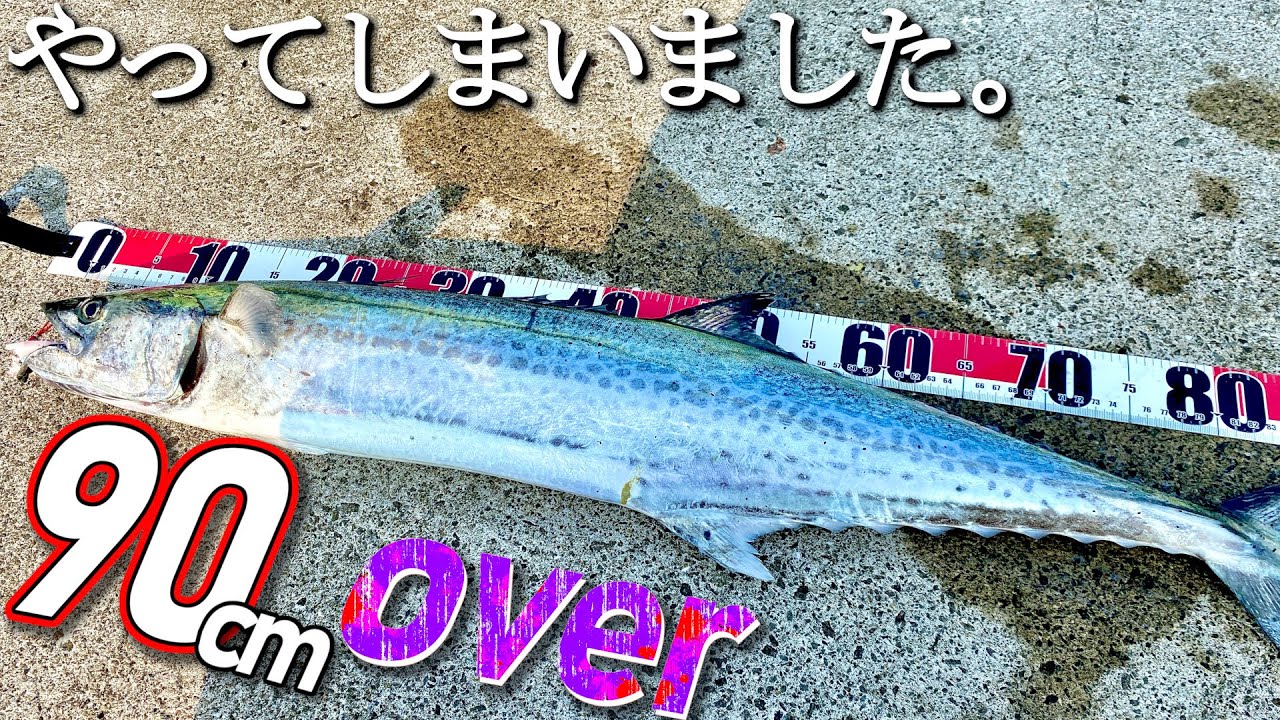 【ショアジギング】久々のアタリがまさかの大物サワラ⁉ 釣り人生史上最大の激闘を繰り広げる......