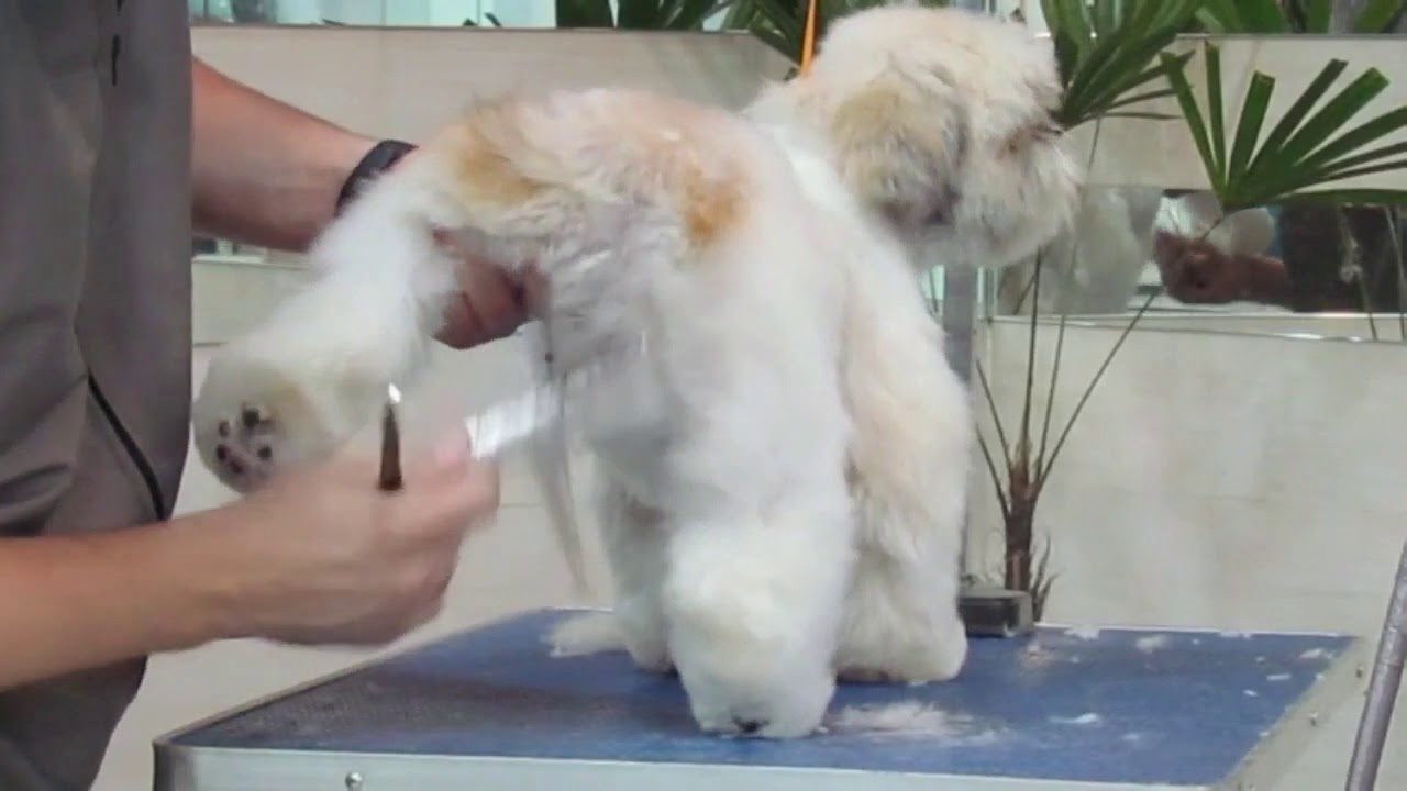 GROOMER DIGITAL \ Patas cilindricas shih-tzu