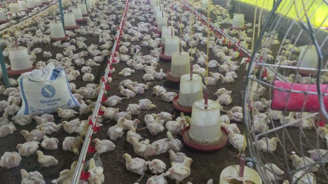 semi EC poultry farm @bluebirdagro
