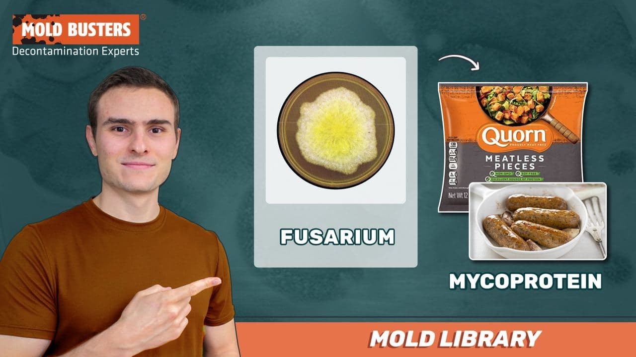🦠Fusarium - 📚Mold Library - Mold Busters